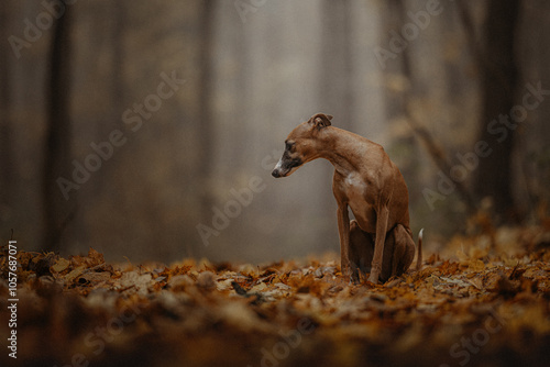 Obraz na płótnie Chudy pies whippet w mglistym lesie późną jesienią w salonie