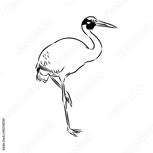 Hand drawn Brolga, Australian crane illustration