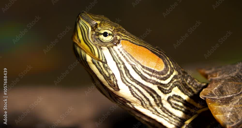 Closeup of a  turtle face with blur background