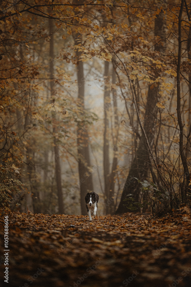 Border collie jak wilk w lesie mgła złota jesień