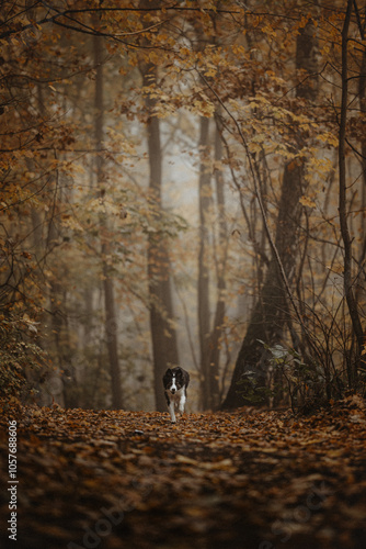 Obraz na płótnie Border collie jak wilk w lesie mgła złota jesień w salonie