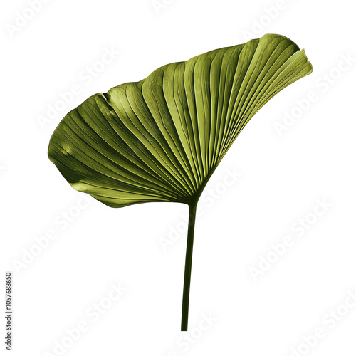 Fan-shaped tropical leaf, white isolate background