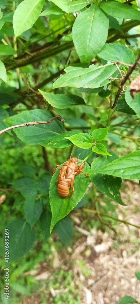 Cricket Shell on leaves. wildlife bug molt background photo
Cricket Shell on leaves. wildlife bug molt background photo