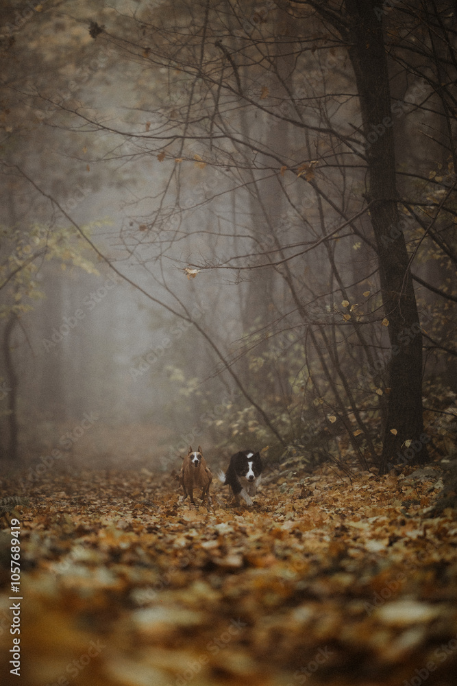 Whippet i border collie ścigają się w jesiennym lesie we mgle o poranku