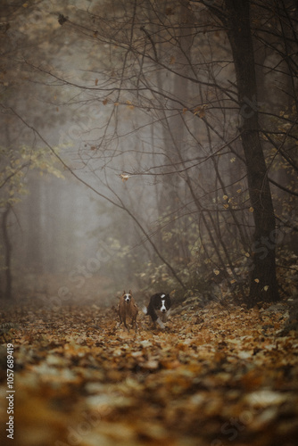 Whippet i border collie ścigają się w jesiennym lesie we mgle o poranku