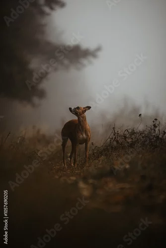 Obraz Płowy whippet w mglistym lesie o poranku jesienią