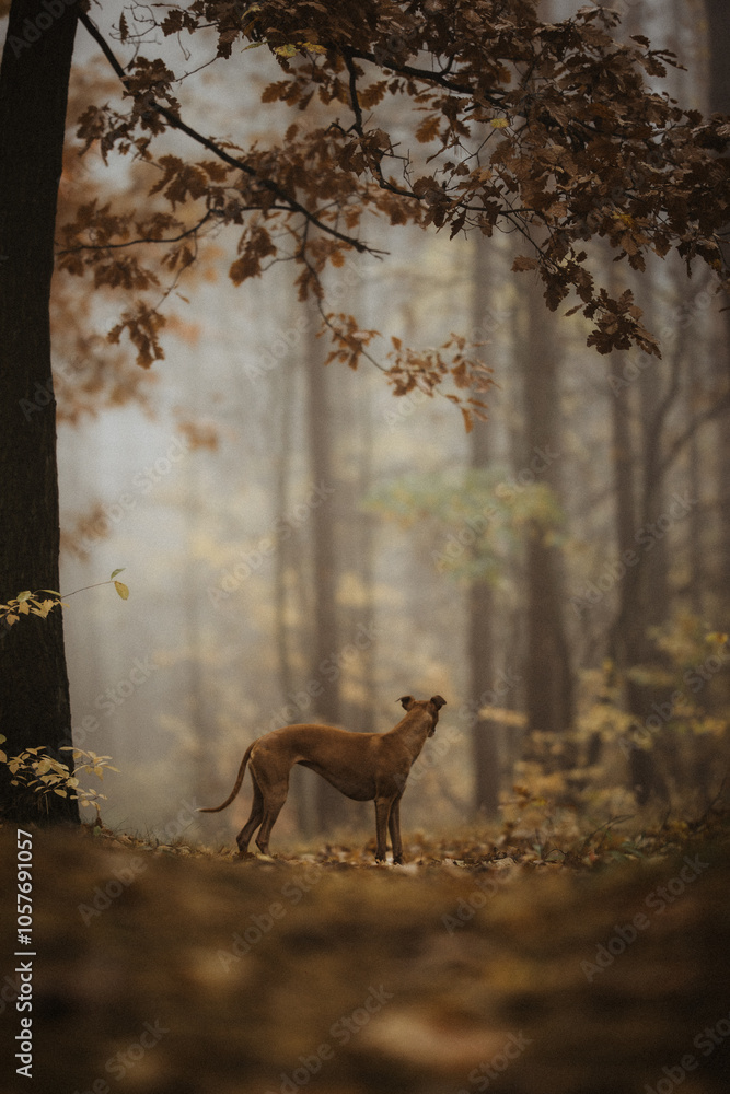 Płowy whippet w mglistym lesie o poranku jesienią
