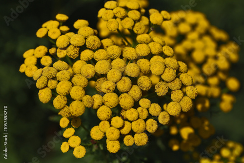 Fleur de Tanaisie commune (Tanacetum vulgare) photo