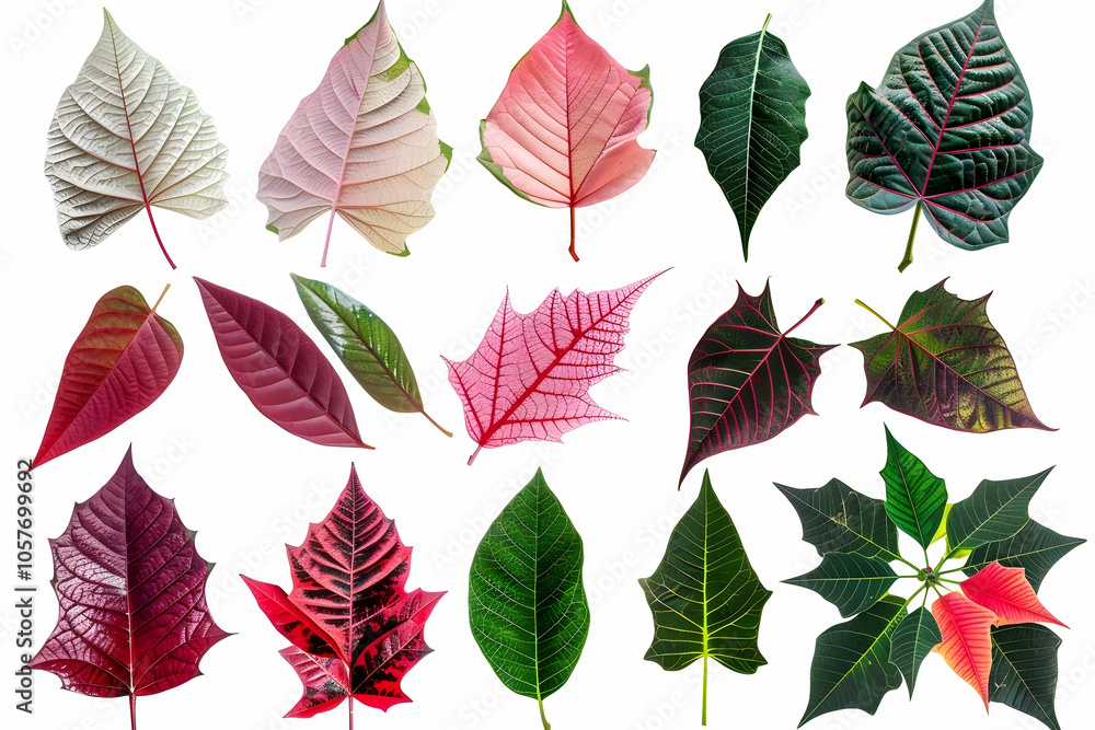 Fototapeta premium A collection of 18 vibrant, colorful leaves, isolated on a white background.