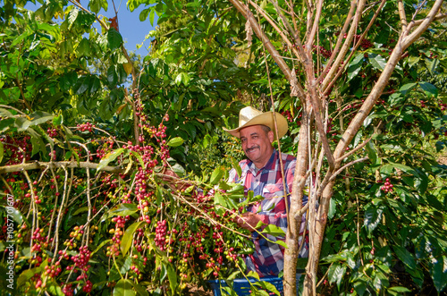 Farmer in a field of coffee. photo