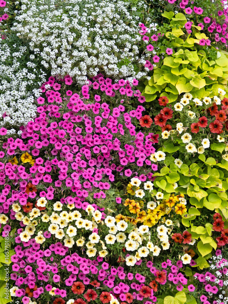 Luftaufnahme eines Blumenbeets mit unterschiedlichen in vielen Farben blühenden Sommerblumen Luftaufnahme eines Blumenbeets mit unterschiedlichen in vielen Farben blühenden Sommerblumen