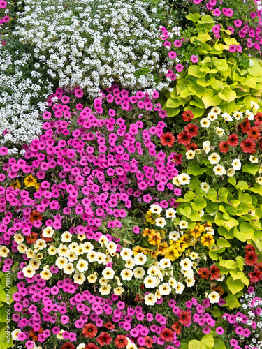 Luftaufnahme eines Blumenbeets mit unterschiedlichen in vielen Farben blühenden Sommerblumen