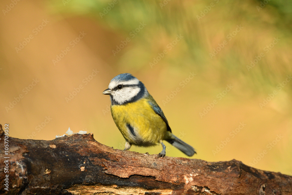 Naklejka premium Blaumeise
