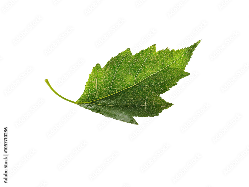 Fototapeta premium Fresh green leaf on a white isolated background.