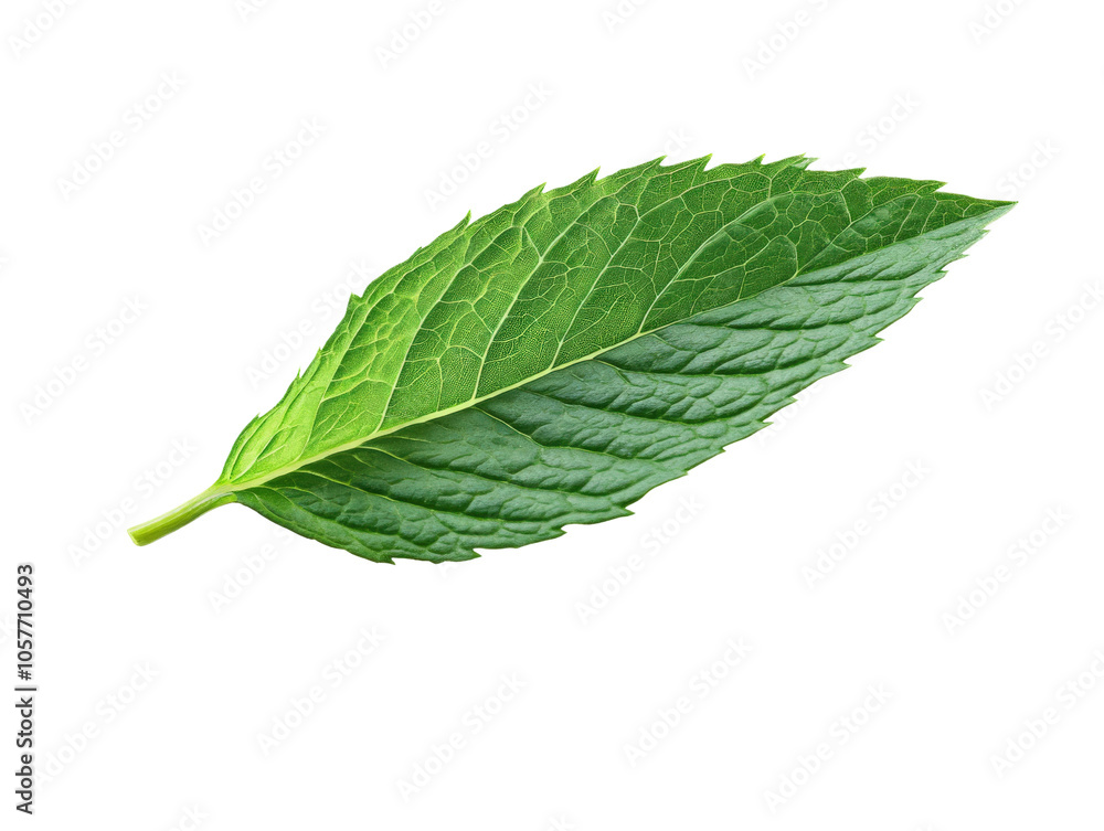 Obraz premium Green leaf with a detailed texture, white isolate background.