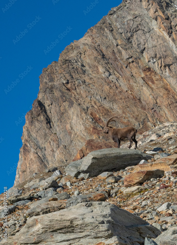 Ibex alpine wild goat with big horns sitting on a rock with snow covered mountain tops in the background Ibex alpine wild goat with big horns sitting on a rock with snow covered mountain tops in the background