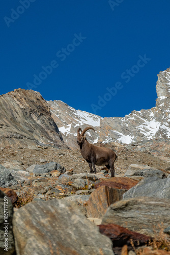 Ibex alpine wild goat with big horns sitting on a rock with snow covered mountain tops in the background