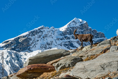 Ibex alpine wild goat with big horns sitting on a rock with snow covered mountain tops in the background