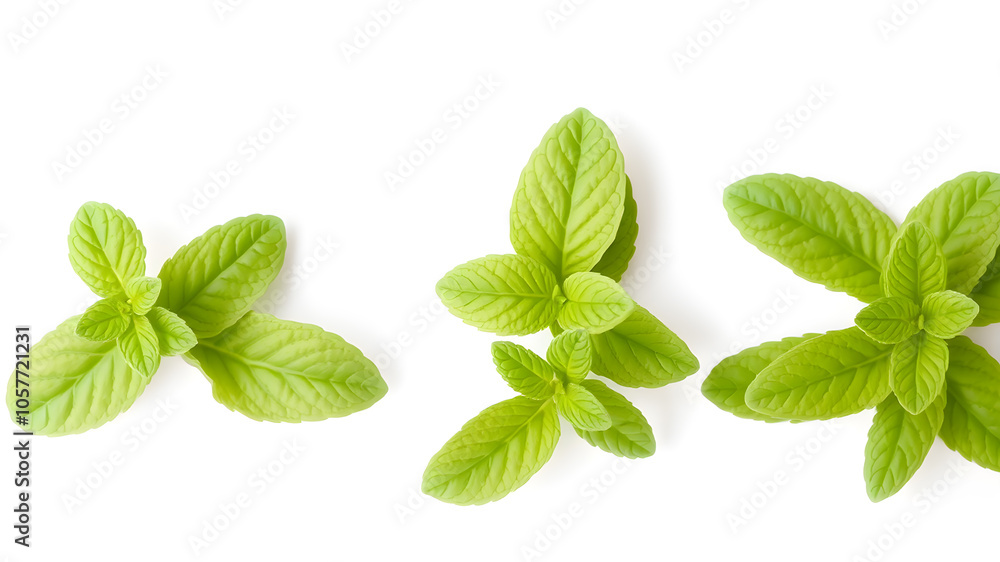 Fresh green mint leaves isolated on white background. Generative AI