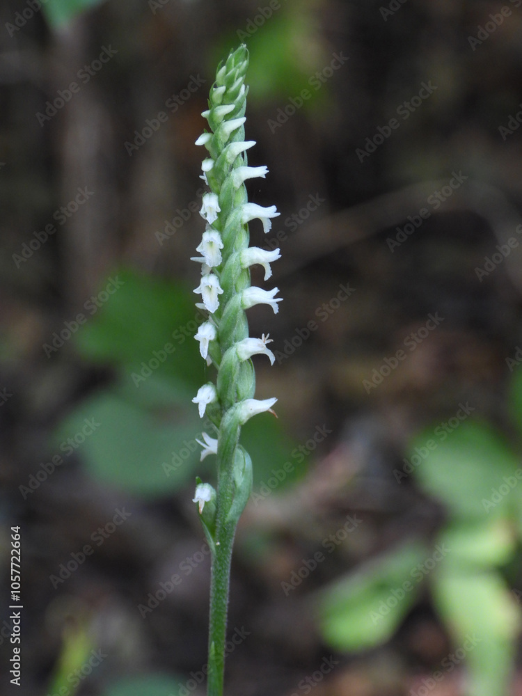 Spiranthes ovalis |Lesser Ladies' Tresses | Native North American Orchid | Woodland Wildflower Spiranthes ovalis |Lesser Ladies' Tresses | Native North American Orchid | Woodland Wildflower
