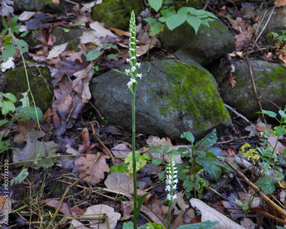 Naklejka premium Spiranthes ovalis |Lesser Ladies' Tresses | Native North American Orchid | Woodland Wildflower