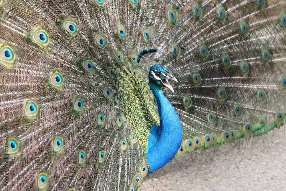 Fototapeta premium Le Paon, Pavo cristatus