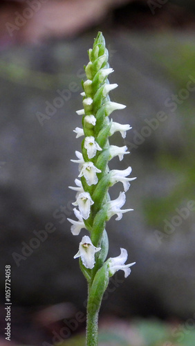 Spiranthes ovalis |Lesser Ladies' Tresses | Native North American Orchid | Woodland Wildflower photo