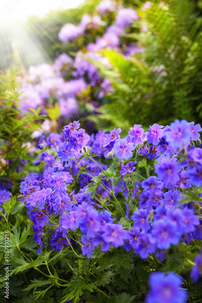 Obraz premium Nature, spring and environment with flowers in garden for plants, sustainability and season. Ecology, meadow and biology with crane bill in countryside for botanical, bloom and ecosystem growth