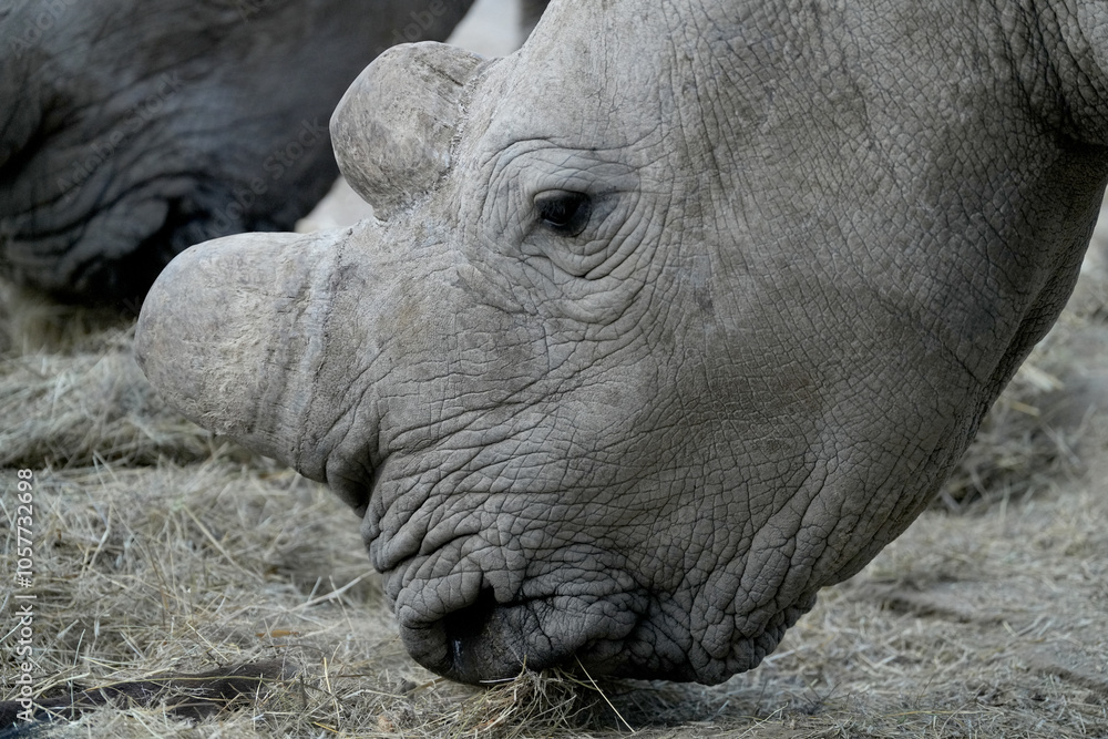 Fototapeta premium Breitmaulnashorn im Erongo in Namibia