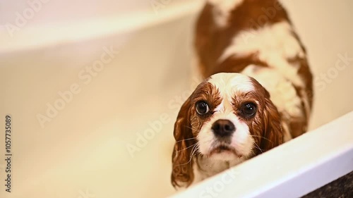wet dog cavalier king charles spaniel in the bathroom washes in the rain with shampoo