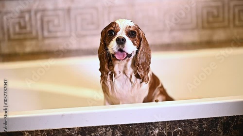 wet dog cavalier king charles spaniel in the bathroom washes in the rain with shampoo
