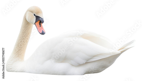 PNG Animal bird swan waterfowl. photo