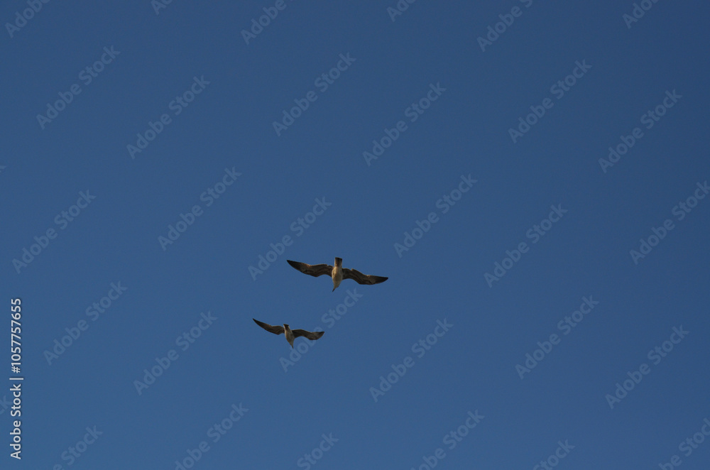 A pair of flying seagulls against the blue sky. View from below. A pair of flying seagulls against the blue sky. View from below.