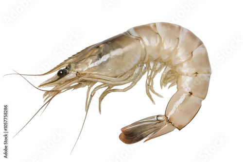 Fresh raw whiteleg shrimp isolated transparent background