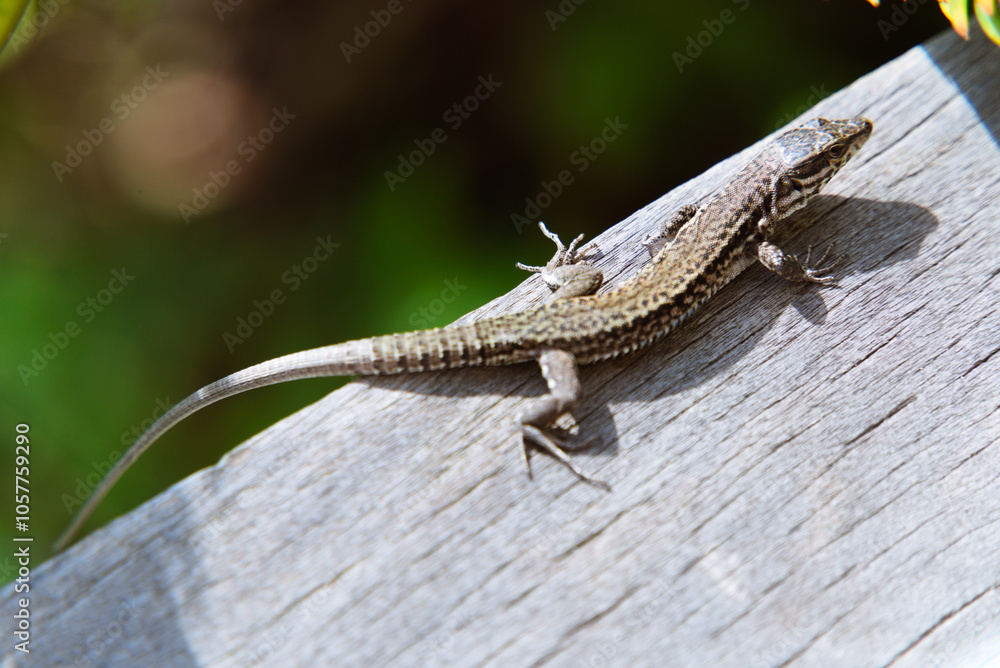 Close-Up of Common Wall Lizard: Blending on a Wooden Terrace Among Trees in the South of France Close-Up of Common Wall Lizard: Blending on a Wooden Terrace Among Trees in the South of France