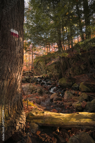 Autumn Stream through Forest at Mont Tremblant photo