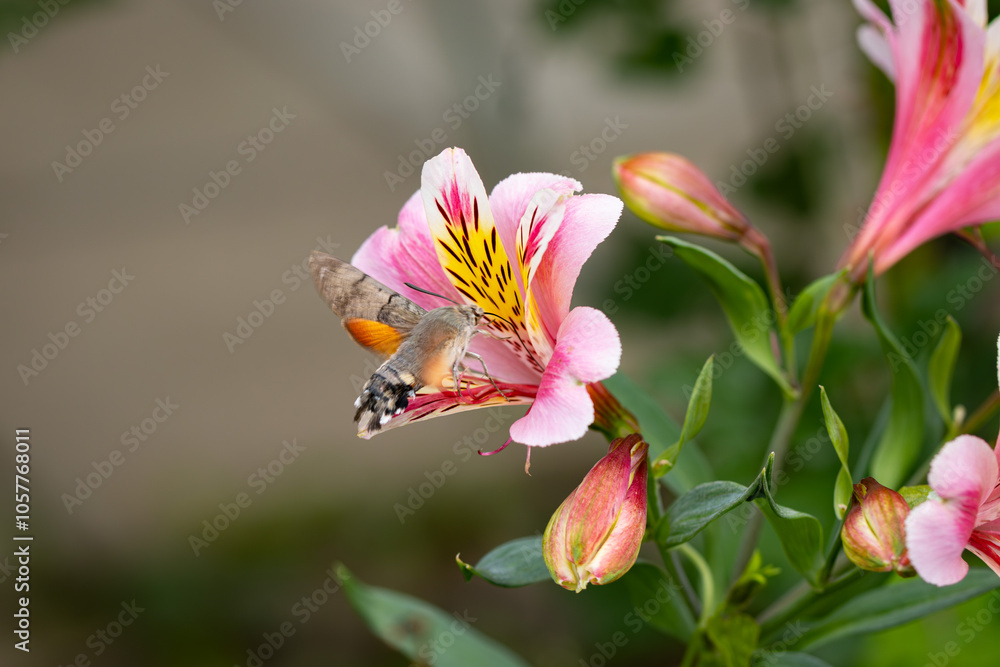 Taubenschwänzchen an einer Inkalilie im Flug mit flatternden Flügeln- Macroglossum stellatarum an Alstroemeria