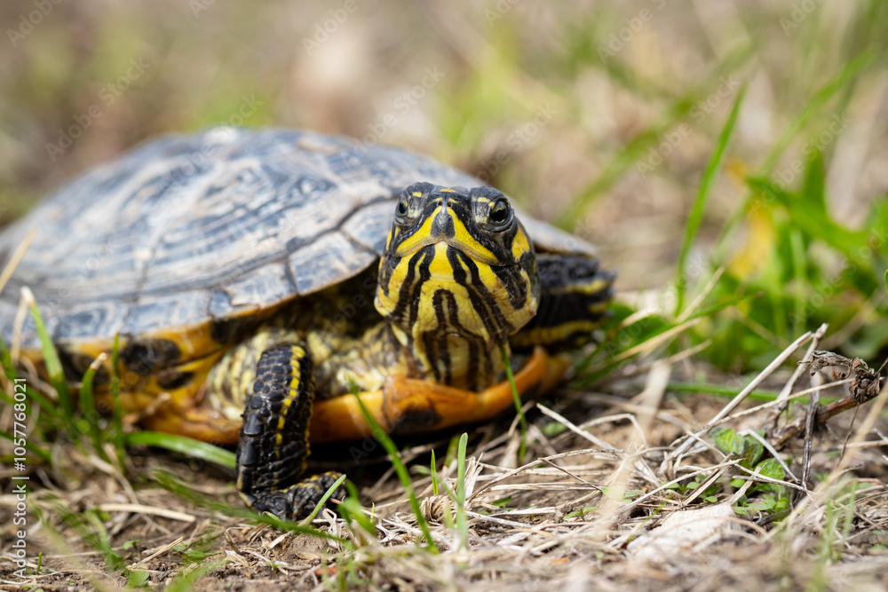 Portrait einer Schildkröte in am Boden mit direktem Blick in die Kamera - Gelbwangen-Schmuckschildkröte - Trachemys scripta scripta Portrait einer Schildkröte in am Boden mit direktem Blick in die Kamera - Gelbwangen-Schmuckschildkröte - Trachemys scripta scripta