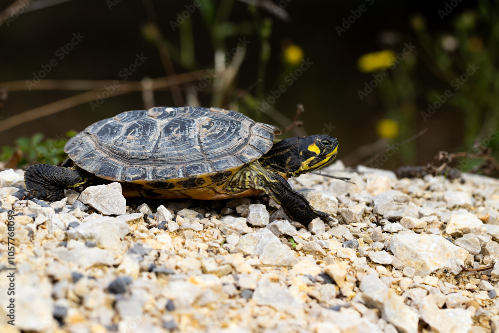 Obraz premium Nahaufnahme einer Schildkröte auf felsigem Boden beim Gehen - Gelbwangen-Schmuckschildkröte - Trachemys scripta scripta