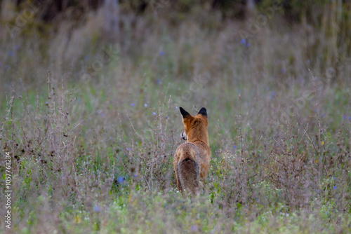 Rotfuchs von hinten auf dem Feld im hohen Gras in der Morgendämmerung - Vulpes vulpes photo