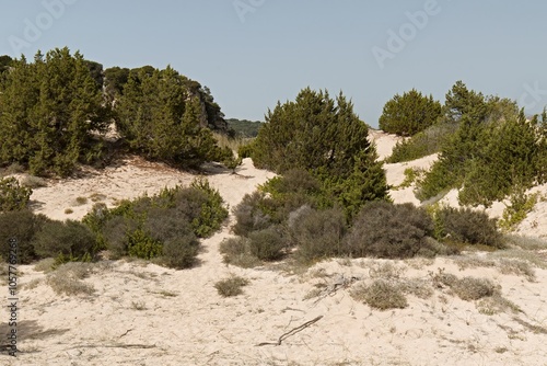 Sand dunes near Paralia Voidokilia, the most beautiful beach of the Peloponnese peninsula. Messinia. Greece.