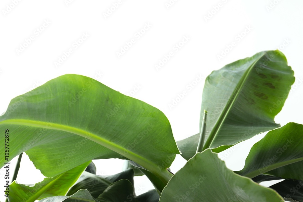 Obraz premium Banana tree in sunlight on a white background. Tropical plant foliage with visible texture