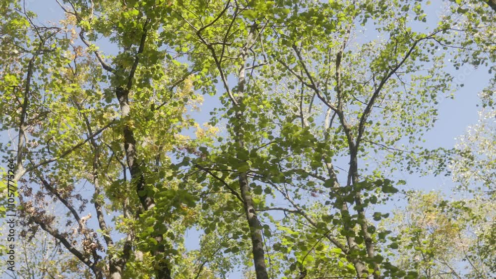 Refreshing forest view with sunlight shining through leaves