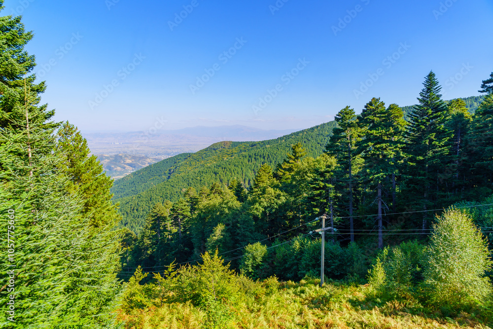 Forest landscape in Pelister National Park