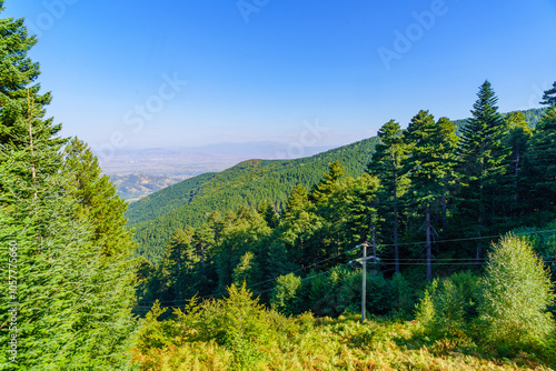 Obraz na płótnie Forest landscape in Pelister National Park w salonie