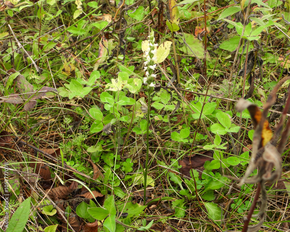 Spiranthes cernua (Nodding Ladies'-tresses) Native North American Orchid Wildflower Spiranthes cernua (Nodding Ladies'-tresses) Native North American Orchid Wildflower
