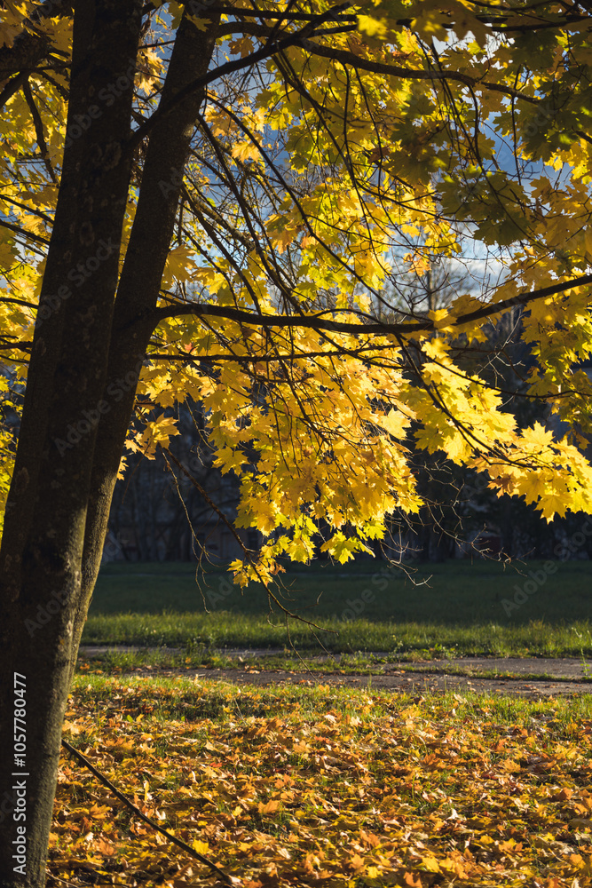 Bright yellow maple leaves in October. Evening sunlight falls on the leaves Bright yellow maple leaves in October. Evening sunlight falls on the leaves