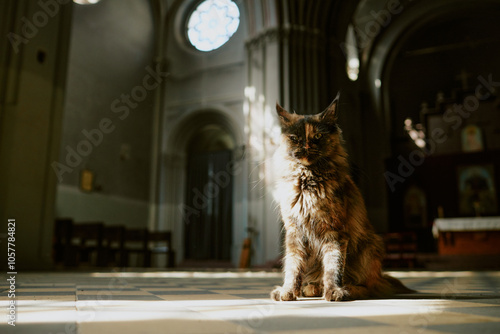 Medium close up of tortie Maine Coon illuminated by sunrays sitting on floor in Catholic church