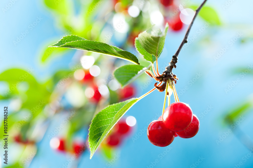Bunch of cherries on the branch in sunlight, sky on background