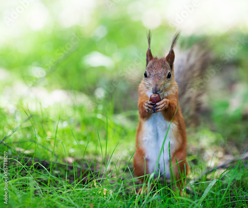 Obraz na płótnie Eurasian red squirrel (Sciurus vulgaris) eating hazelnut on ground, front view, shallow dof w salonie